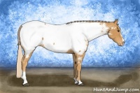 Horse Color:Palomino Sabino Near Fewspot 