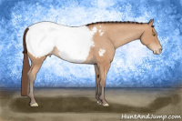Horse Color:Amber Champagne Appaloosa 