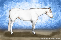 Horse Color:White Spotted Silver Bay Appaloosa 