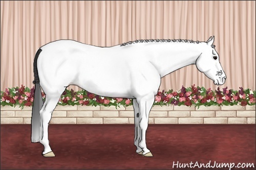 Horse Color:White Spotted Blue Roan Appaloosa