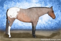 Horse Color:Bay Roan Snowcap 