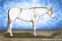 Horse Color:White Spotted Bay Appaloosa 