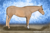 Horse Color:Chestnut Blanket 