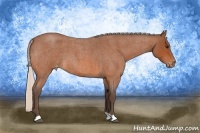 Horse Color:Silver Bay Roan Appaloosa 