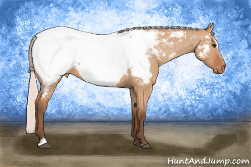 Horse Color: Silver Bay Dun Sabino Snowcap 