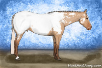 Horse Color:Silver Bay Dun Sabino Snowcap
