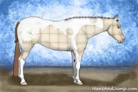 Horse Color:Plaid  Amber Champagne Roan Dun Tobiano Snowcap 