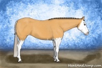 Horse Color:Buckskin Splash Varnish
