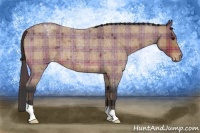 Horse Color:Plaid Bay Roan Appaloosa