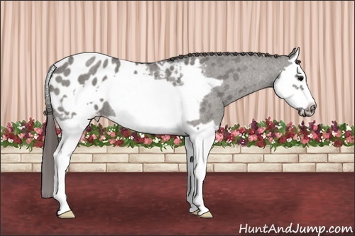Horse Color: Grullo Roan Splash Frame Blanket 