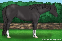 Horse Color:Smoky Black 