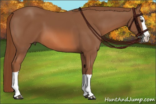 Horse Color:Liver Chestnut Splash
