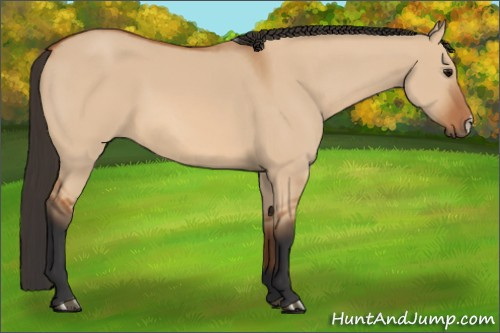 Horse Color:Bay Dun