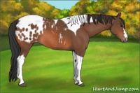 Horse Color:Bay Tobiano Blanket 