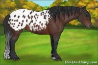 Horse Color:Bay Appaloosa 