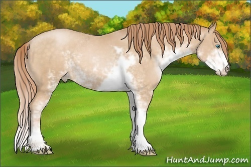 Horse Color: Buckskin Pearl Sabino 