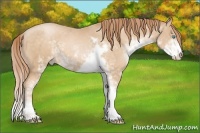 Horse Color:Buckskin Pearl Sabino 