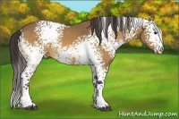 Horse Color:White Spotted Buckskin 