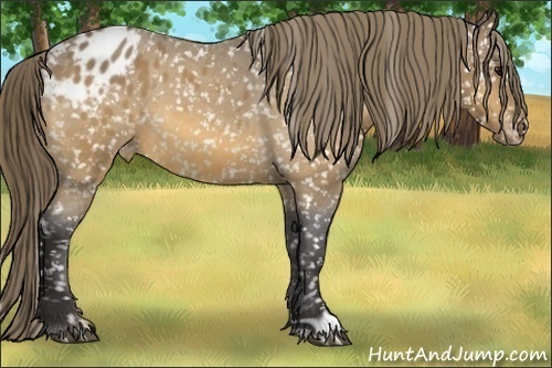 Horse Color: Buckskin Roan Blanket 