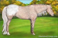 Horse Color:Silver Sable Champagne Appaloosa 