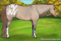 Horse Color:Bay Dun Blanket 