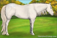 Horse Color:Perlino Appaloosa 