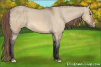 Horse Color:Bay Dun Blanket 