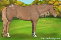 Horse Color:Chestnut Appaloosa 