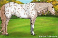 Horse Color:Red Dun Appaloosa Rabicano 