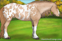Horse Color:Liver Chestnut Pearl Appaloosa 