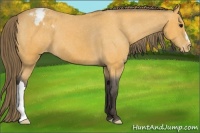 Horse Color:Buckskin Appaloosa 