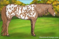 Horse Color:Chestnut Appaloosa 