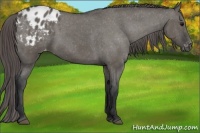 Horse Color:Grullo Blanket 