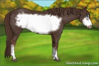 Horse Color:Liver Chestnut Frame 
