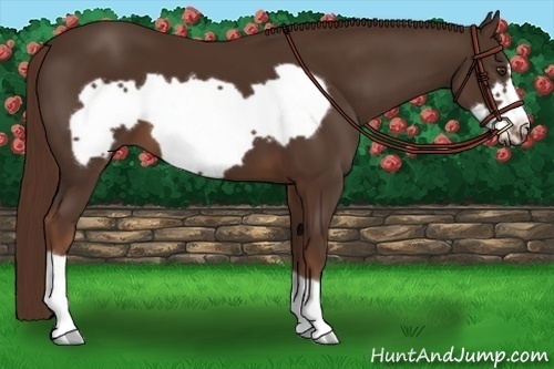 Horse Color: Unknown 
