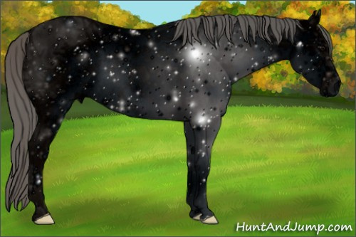 Horse Color: ERROR: UNKNOWN ANOMALY