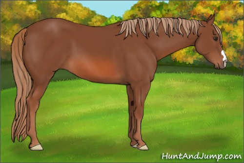 Horse Color: Liver Chestnut 