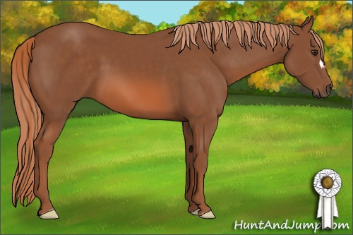 Horse Color: Liver Chestnut 