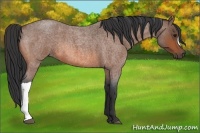 Horse Color:Bay Roan 