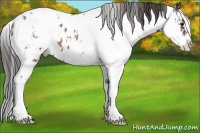 Horse Color:Bay Ice Sabino Appaloosa