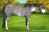 Horse Color:Smoky Blue Roan Sabino Rabicano 