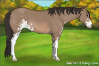 Horse Color:Bay Dun Sabino 