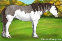 Horse Color:Liver Red Roan Splash 
