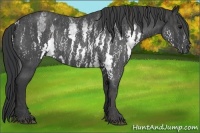 Horse Color:White Spotted Blue Roan Rabicano  Brindle
