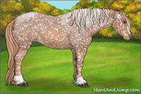 Horse Color:Liver Red Roan Sabino Appaloosa 