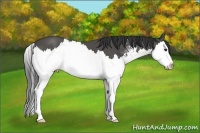 Horse Color:Black Sabino Splash 