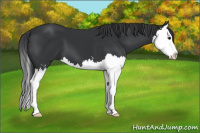 Horse Color:Black Sabino Splash