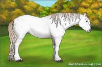 Horse Color:Gray Chestnut Splash Appaloosa 