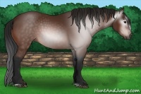 Horse Color:Gray Bay Sabino 