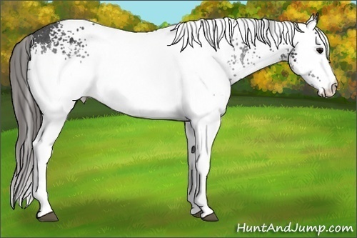 Horse Color: White Spotted Black Splash Blanket 